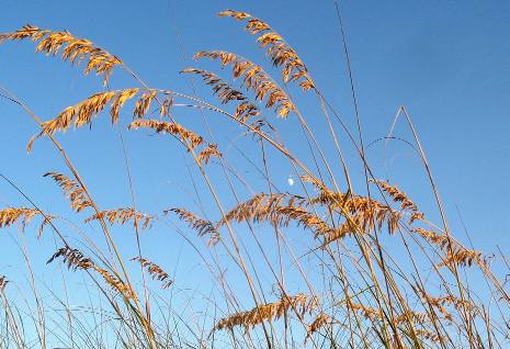 Sea oats and an early moon in St Andrews State Park