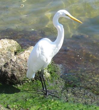 Great Egret St Andrews State Park