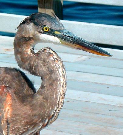 Great Blue Heron Campground St Andrews State Park