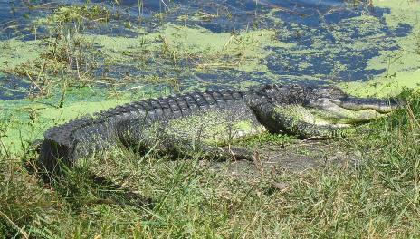 Gator St Andrews State Park