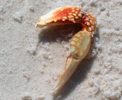 Crab claw on beach St Andrews State Park