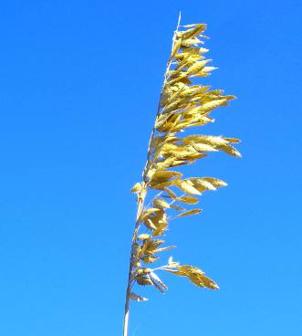 Sea Oat on the beach at St Andrews State Park