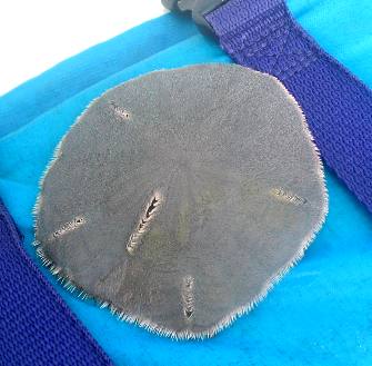 Live sand dollar from St Joe Bay