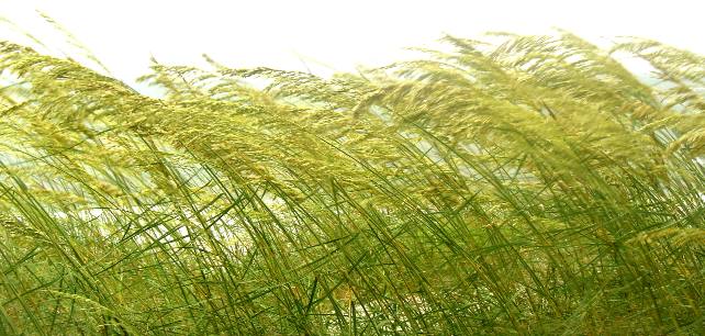 Cape San Blas sea oats
