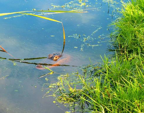 Alligator in Gator Pond St Andrews State Park