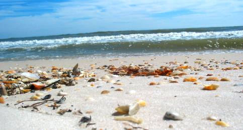 Shelling beach at St George Island State Park