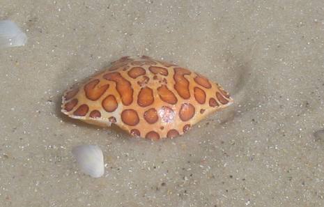 Leapord crab shell on beach at St George Island State Park
