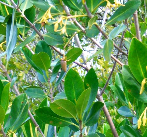 Delicate yellow bloom of the Red Mangrove