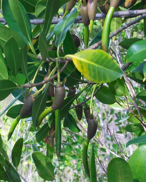 Shiny leaves and germinating seed pods of the Red Mangrove