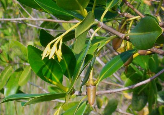 Seed pod and bloom of the Red Mangrove