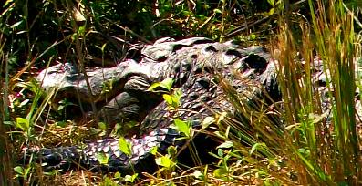 Alligator on Loop Road in Everglades