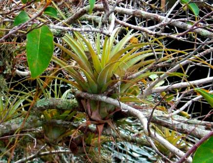 Bromeliad