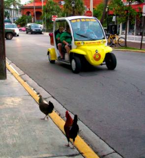 Chickens of Key West