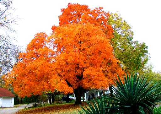 Maple tree in Coffeyville, Kansas