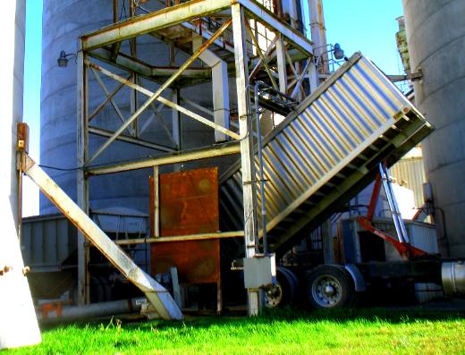 Delivering soy beans to the grain elevator