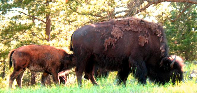Shedding Buffalo and Calf in Custer State Park