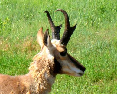 Pronghorn Wind Cave NP