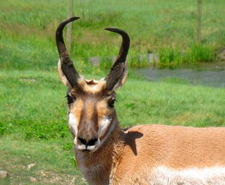 Pronghorn in Wind Cave Natioanl Park