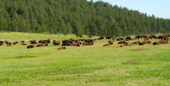 Buffalo herd in Custer State Park
