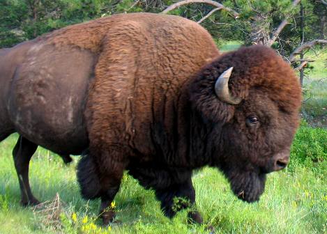Big Bull Buffalo in Custer State Park