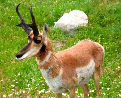 Pronghorn in Wind Cave National Park