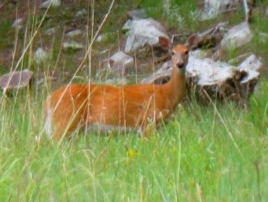 Deer in Custer State Park