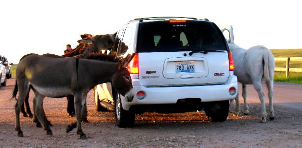 Feeding Donkeys in Custer State Park