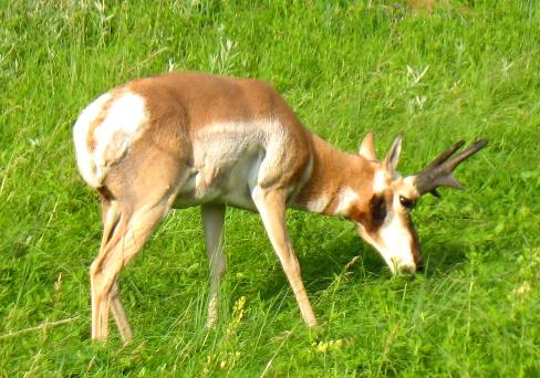 Pronghorn in Wind Cave National Park