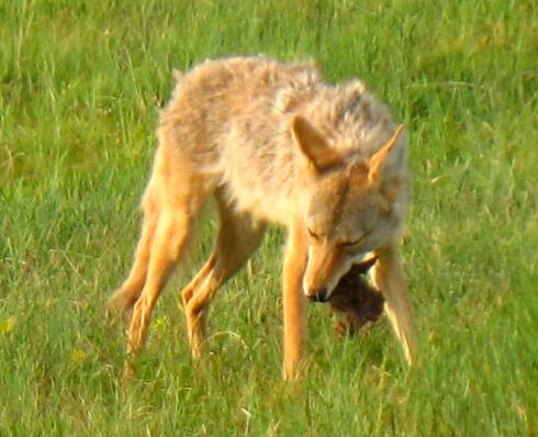 Coyote eating Prairie Dog Wind Cave National Park
