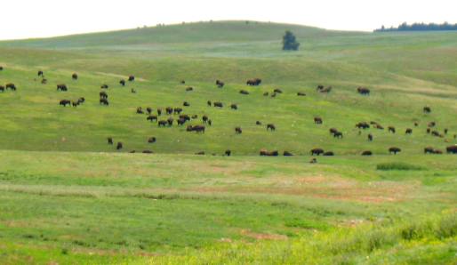 Buffalo in Custer State Park