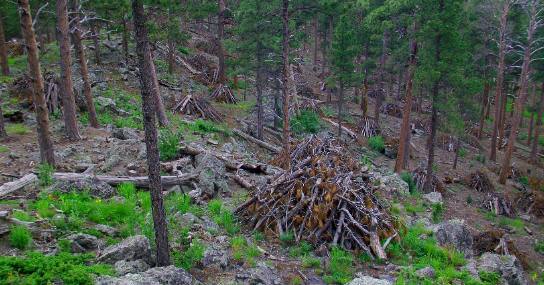Forest thinning operation