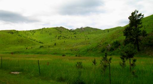Wildlife-loop in Custer State Park