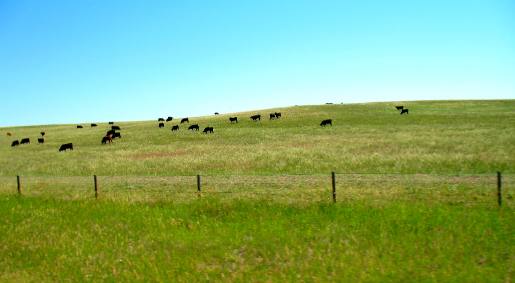 Eastern Wyoming cattle land