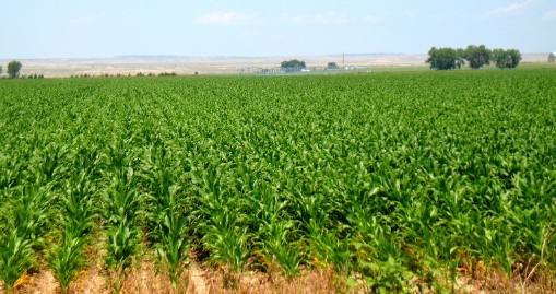 Field of irrigated corn in Wheatland, Wyoming