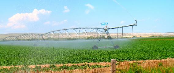 Pivot irrigation on sugar beet field in Wheatland, Wyoming