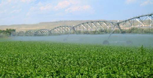 Another pivot irrigation system on a field of sugar beets in Wheatland, Wyoming