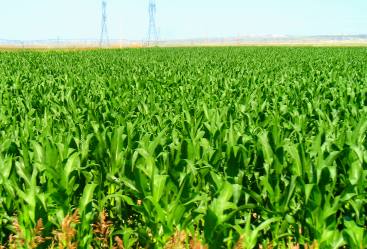 Irrigated corn field near Wheatland, Wyoming