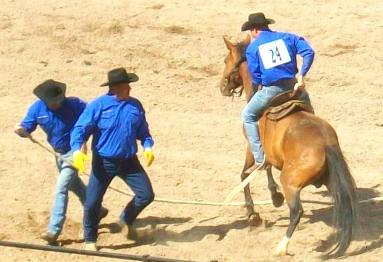 Wild Horse Race Cheyenne Frontier Days Ro