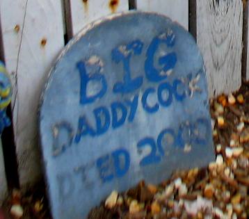 Rooster Cemetary at Blue Heaven Restaurant Key West