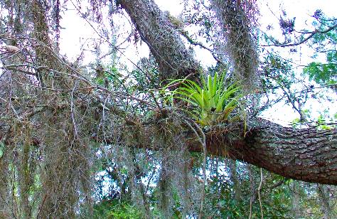 Bromeliad (air plant)
