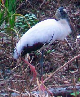 Wood Stork