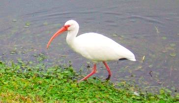 White Ibis at Sun N Fun RV Resort Sarasota