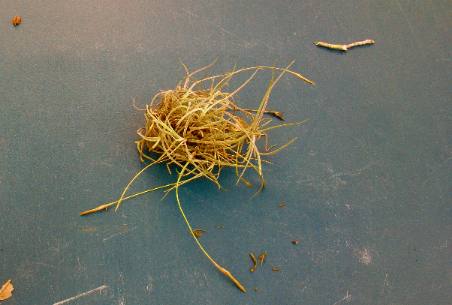 Ball moss in Lake Manatee State Park