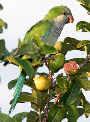 Monk Parakeet aka "Quakers"