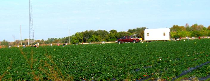 strawberry field near Lake Manatee State Park