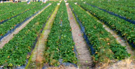 Strawberry field near Lake Manatee State Park
