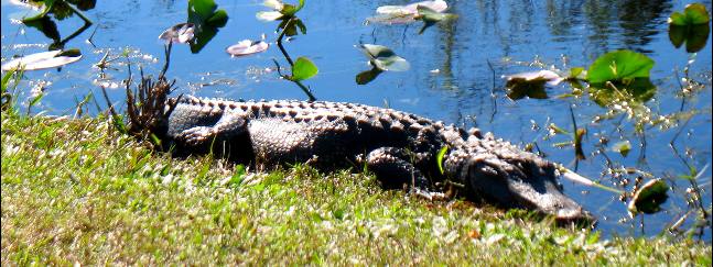 Large Alligator at Shark Valley visitor center in Everglades NP