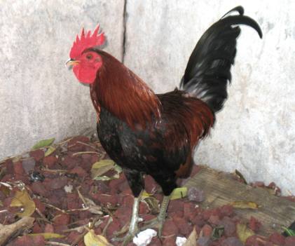 chickens strolling Duval Street