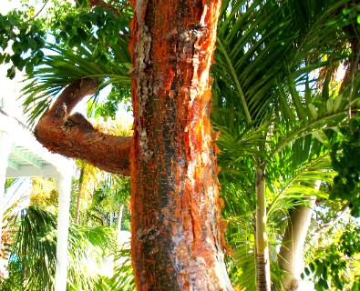 Tourist Tree Key West