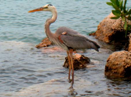 Great blue heron